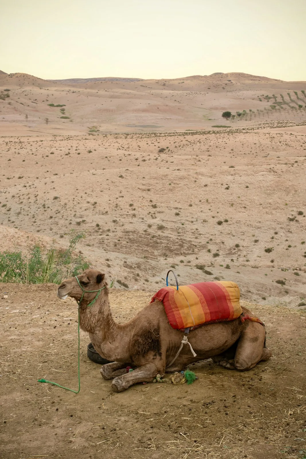 A camel in Agafay’s rocky landscape