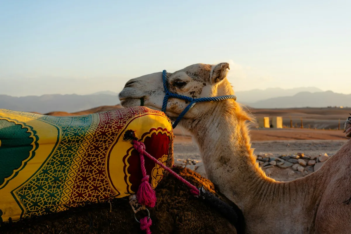 A saddled camel resting in Agafay