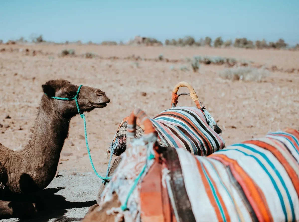 A resting camel on rocky ground in Morocco