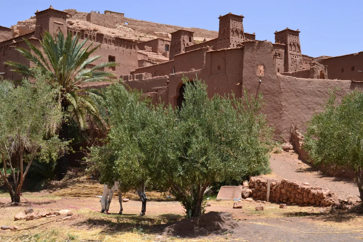 4 Days Marrakech to Merzouga Desert Journey in Marrakech → Ouarzate → Merzouga (Camp) →  Marrakech — Experience gallery